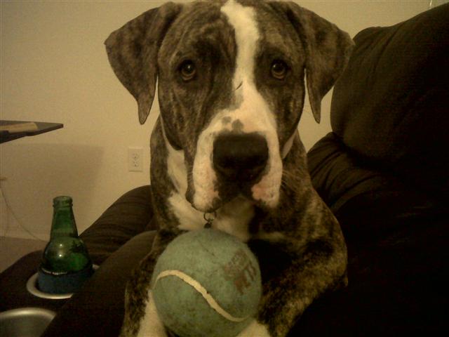 Pitbulls can pretend to drink beer with a giant ball because they are too cool for school. fatbrowne adam browne